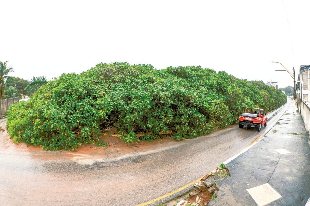 Comissão vai acompanhar poda do Cajueiro de Pirangi