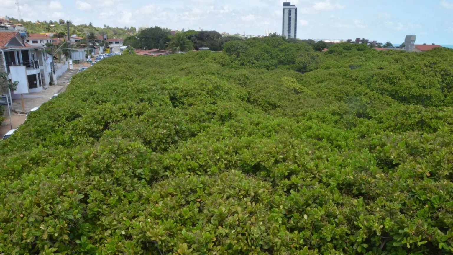 Poda do maior cajueiro do mundo é adiada para 2026, diz Idema