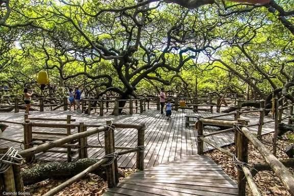 Parque das Dunas, Mata da Pipa e Cajueiro de Pirangi terão mudanças de horário no fim do ano; confira